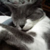 kim_mccardell